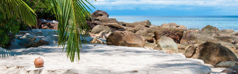 海边沙滩岩石树木掉落的椰子背景