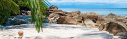 掉落的椰子海边沙滩岩石树木掉落的椰子高清图片