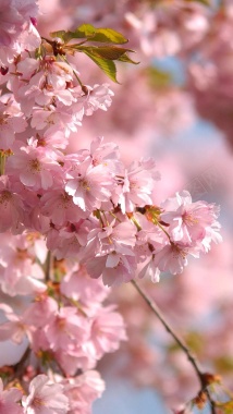 浪漫粉色樱花摄影H5背景摄影图片