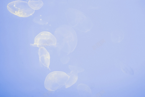 清新蓝色水母水下背景图背景