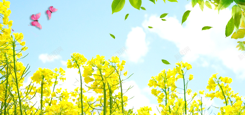 油菜花近景蝴蝶树叶春自然风光banner摄影图片