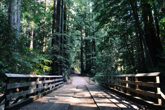 林中的独木桥背景
