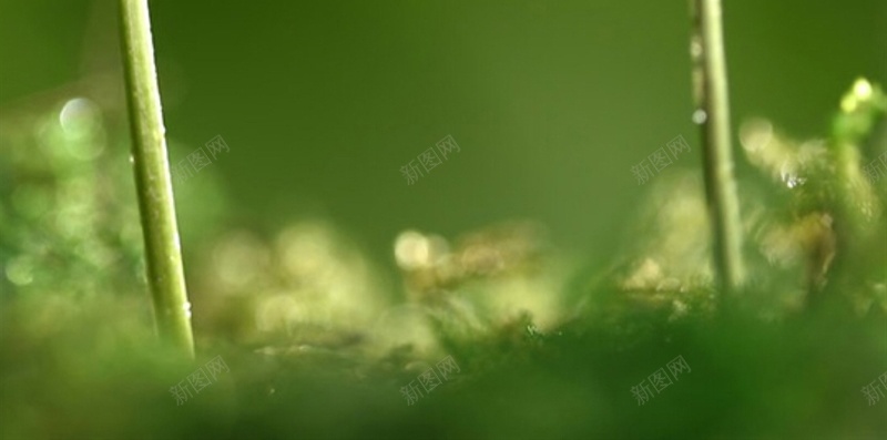 植物绿色小草h5背景jpg_88icon https://88icon.com H5 h5 发芽 摄影 春天 植物 水滴 水珠 风景