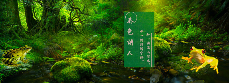 热带雨林风景psd_88icon https://88icon.com 摄影 树林 海报banner 热带雨林 青蛙 风景