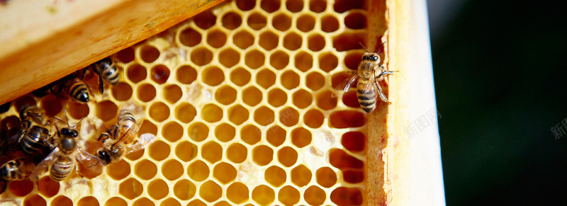 蜜蜂背景图摄影图片