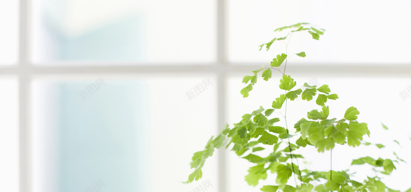 日系清新文艺家居女装窗台绿植淘宝背景摄影图片