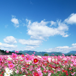 遍山野花漫花遍野高清图片