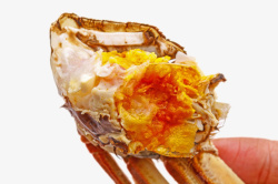 红色美味的食物清蒸大闸蟹内部实素材