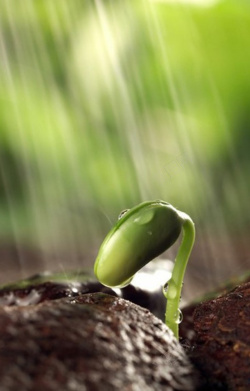 草木萌动雨水萌芽背景高清图片