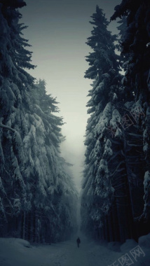 恐怖森林独自走在雪路上背影大树海报背景