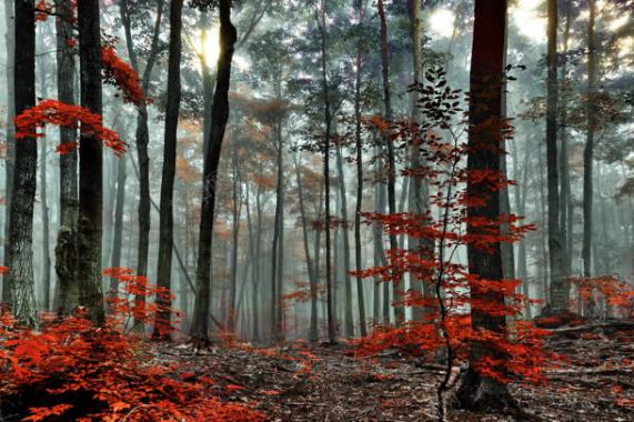 梦幻红色树叶森林背景