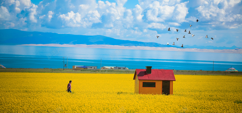 油菜花文艺油画大气蓝天白云banner摄影图片