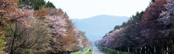 春季桃园背景