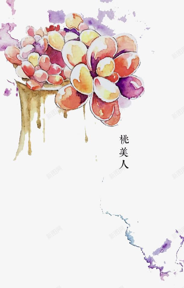 桃美人png免抠素材_88icon https://88icon.com 多肉 多肉植物 彩铅 手绘 桃美人 植物 水彩 盆栽 肉肉