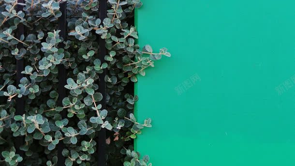 清新绿色植物墙元素jpg设计背景_88icon https://88icon.com 元素 清新 绿色植物