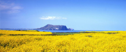 海岸线平面唯美油菜花田背景高清图片