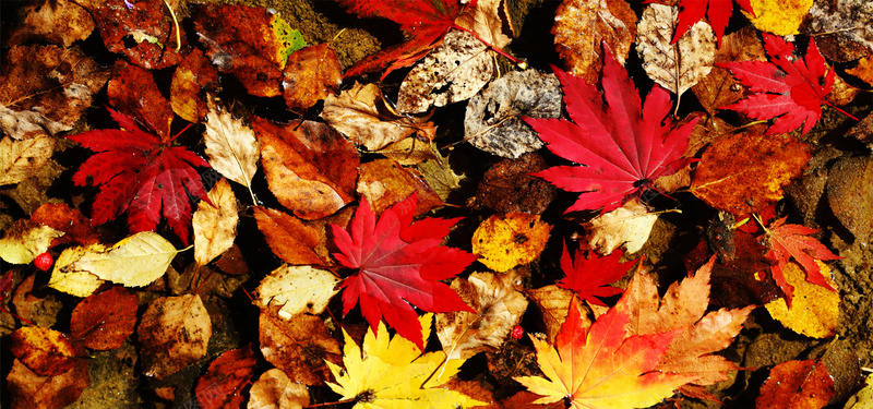 枯叶jpg设计背景_88icon https://88icon.com 枫叶 枯叶 海报banner 秋天落叶 红叶 纹理 落叶 质感