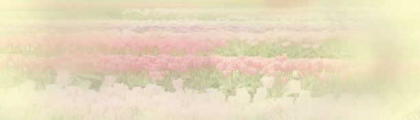 玫瑰花园banner创意jpg设计背景_88icon https://88icon.com 女装 淘宝 玫瑰