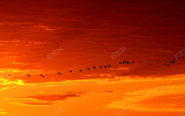 群鸟穿梭于橙色的天空背景