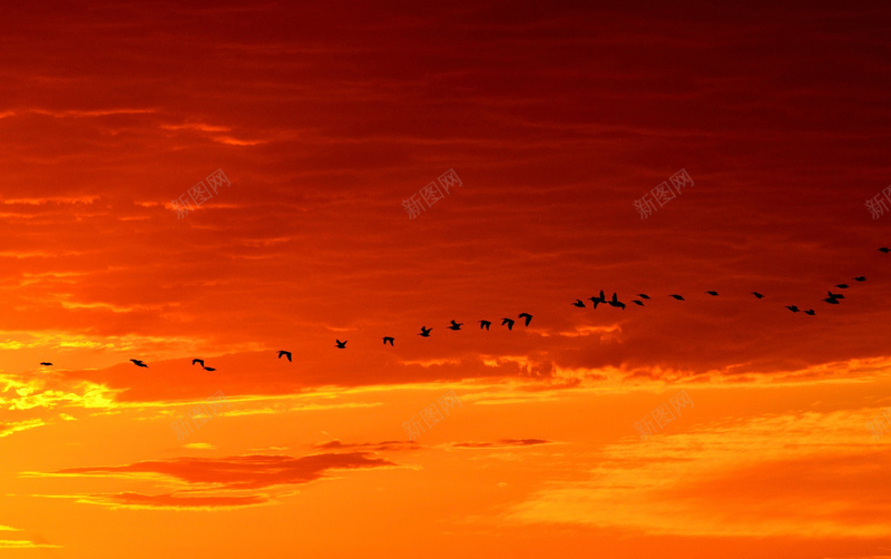 群鸟穿梭于橙色的天空psd设计背景_88icon https://88icon.com 云彩 动物 天空 晚霞 橙色 温暖 群鸟 自然 野生 飞行