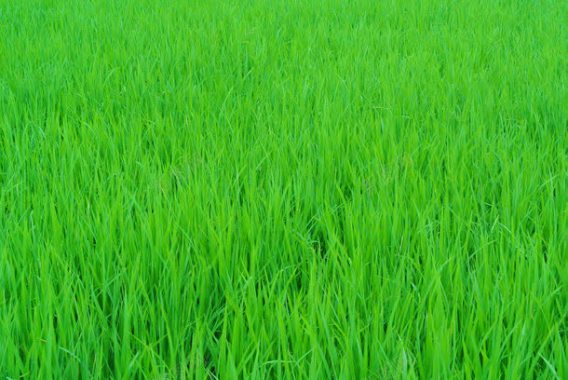 绿色稻田背景背景