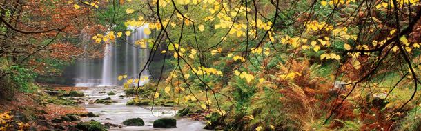 唯美的秋季树林流水背景