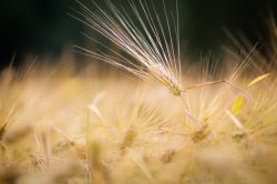 麦穗特写图片金色麦穗首摄影特写高清图片