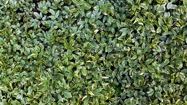 植物绿叶背景背景