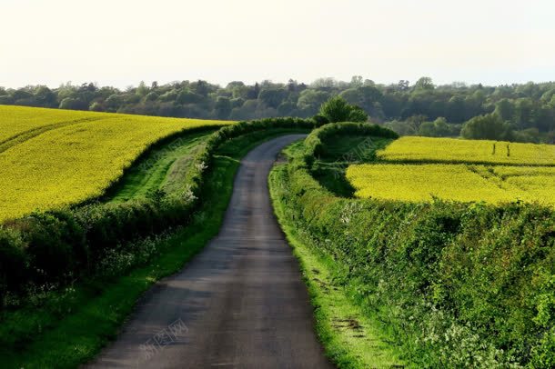 清晰唯美的草地道路jpg设计背景_88icon https://88icon.com 清晰 草地 道路