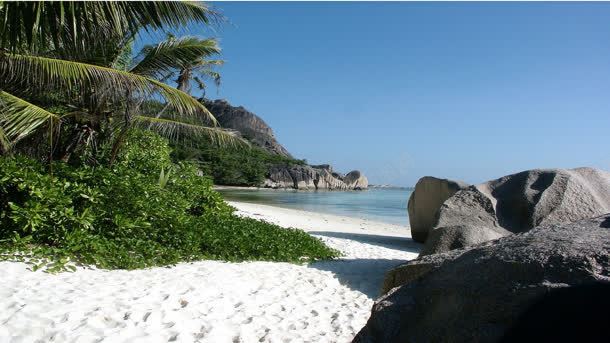 椰树礁石海边沙滩背景