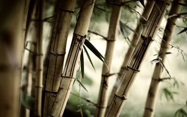竹群里的竹子特写背景