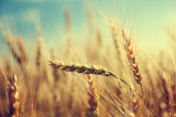 茁壮生长在茁壮生长的小麦高清图片