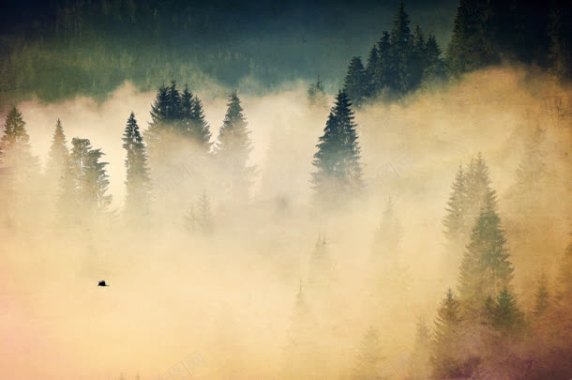 白雾笼罩的森林海报背景背景