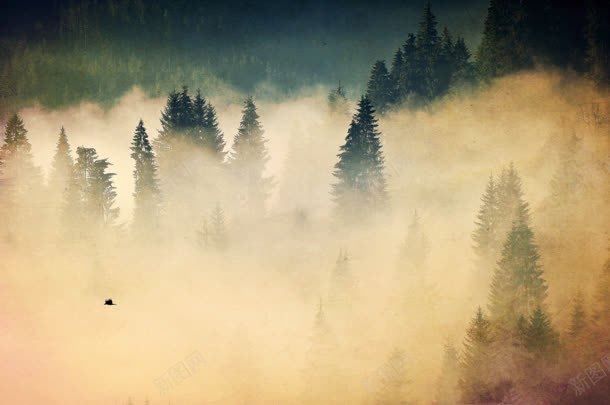 白雾笼罩的森林海报背景jpg设计背景_88icon https://88icon.com 森林 海报 笼罩 背景