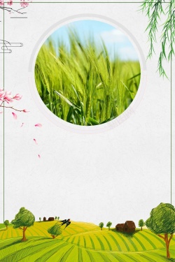 五谷杂粮现磨坊图片五谷杂粮丰收稻米小麦海报背景高清图片
