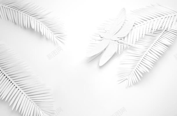 白色叶子蜻蜓植物昆虫背景