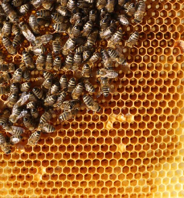 蜜蜂与蜂巢jpg设计背景_88icon https://88icon.com 图片素材 底纹背景 昆虫世界 背景花边 蜂巢 蜂窝 蜂蜜 蜜蜂 蜜蜂与蜂巢图片 蜜蜂与蜂巢图片素材下载 蜜蜂窝 补品