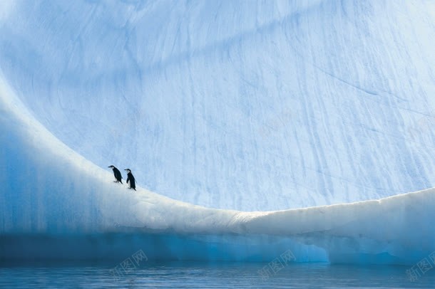 白色冰峰企鹅海报背景jpg设计背景_88icon https://88icon.com 企鹅 冰峰 海报 白色 背景