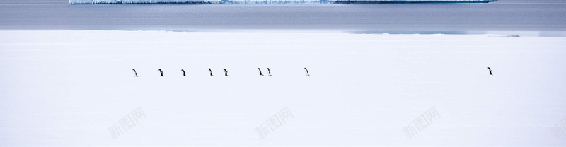 南极企鹅海报banner背景psd设计背景_88icon https://88icon.com 企鹅 冰川 摄影 海报banner 风景