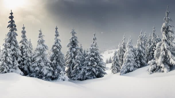 落着雪的松树背景背景