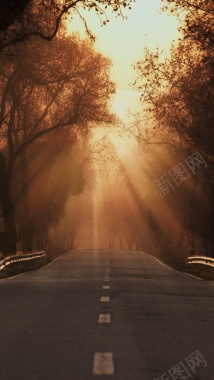 黄色森林光线H5背景摄影图片
