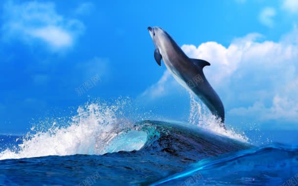 海面上跳跃的海豚海报背景背景