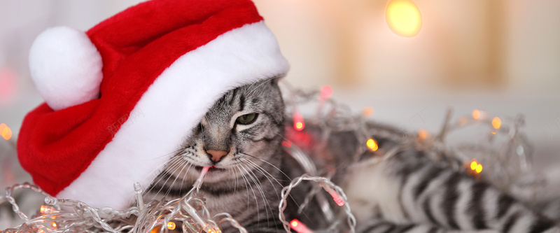圣诞节背景jpg_88icon https://88icon.com 动物 可爱 圣诞帽 圣诞节 宠物 摄影 海报banner 猫咪 风景