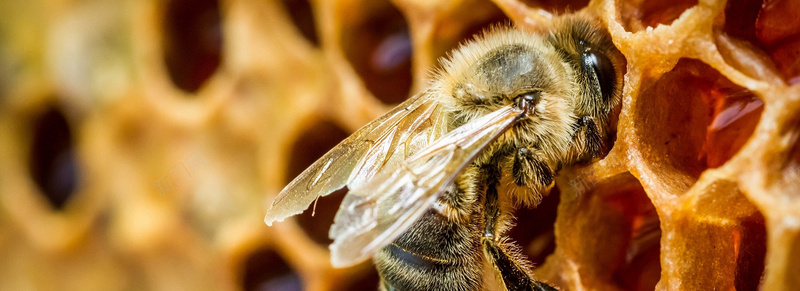 蜜蜂背景图摄影图片