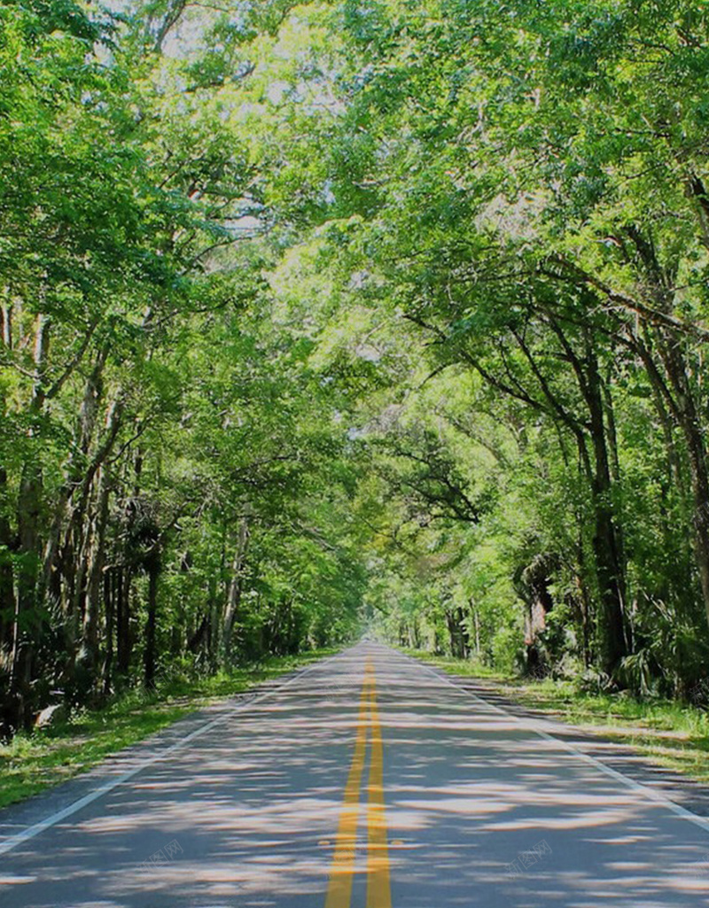 树林中的道路H5背景jpg_88icon https://88icon.com H5素材 摄影 树林 植物 绿色 道路 风景