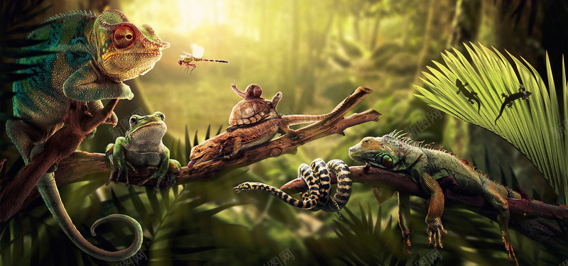 各种动物合成场景图jpg设计背景_88icon https://88icon.com 乌龟 变色龙 海报banner 蛇 蜗牛 蜥蜴 蜻蜓 青蛙