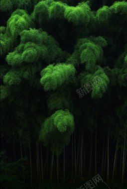 神秘绿色毛绒绒的树叶背景