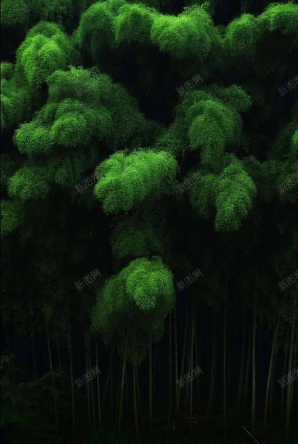 神秘绿色毛绒绒的树叶jpg设计背景_88icon https://88icon.com 树叶 神秘 绒绒的 绿色