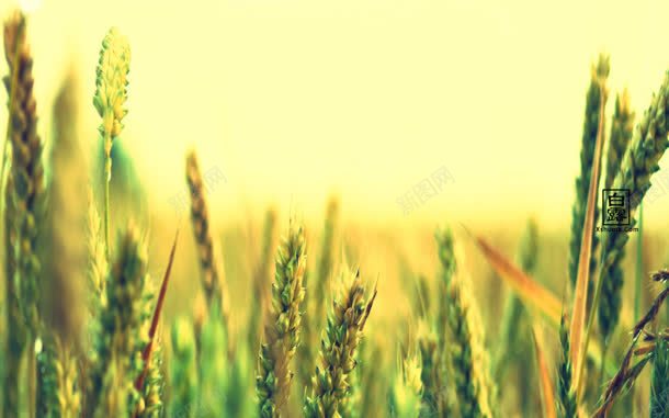 户外绿色麦田jpg设计背景_88icon https://88icon.com 户外 绿色 麦田