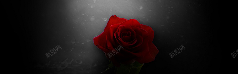 玫瑰花黑色背景摄影图片